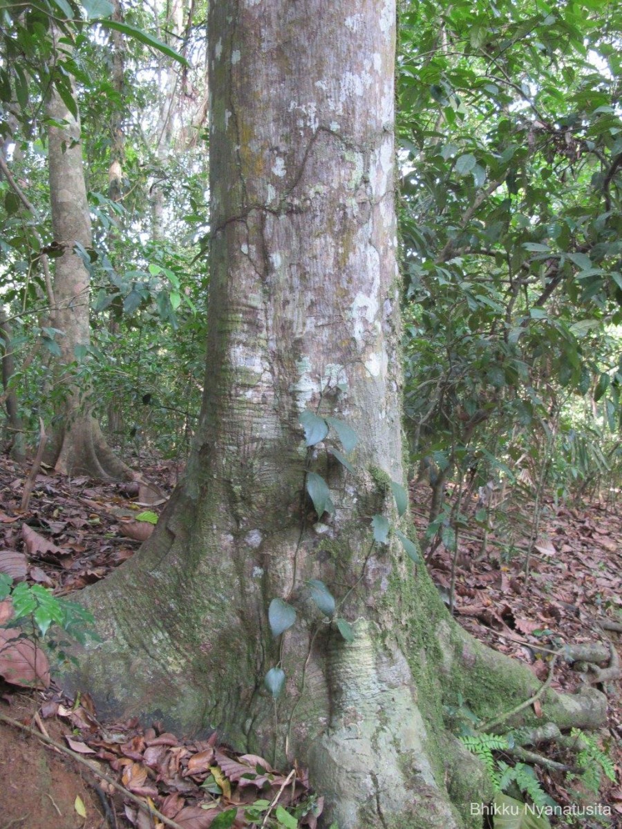 Donella lanceolata (Blume) Aubrév.